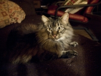 Hermes living room couch night P2130814